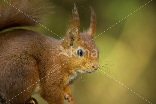 Red Squirrel (Sciurus vulgaris)