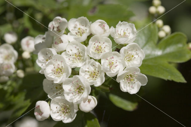 oneseed hawthorn (Crataegus monogyna)