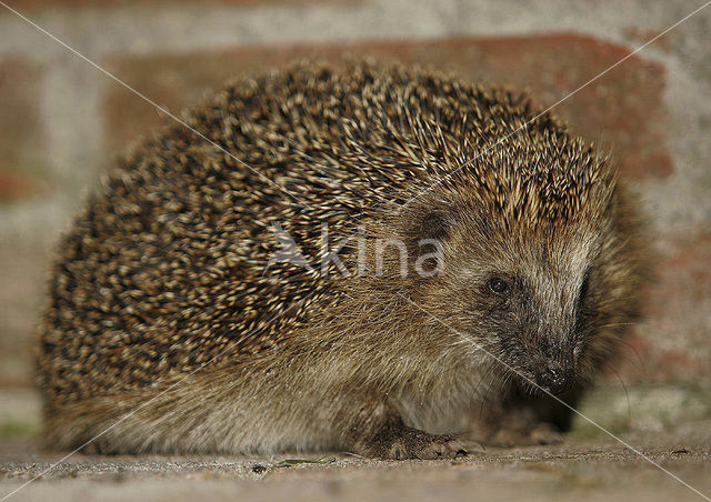 Hedgehog (Erinaceus europaeus)