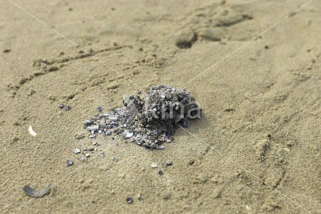 Eider (Somateria mollissima)