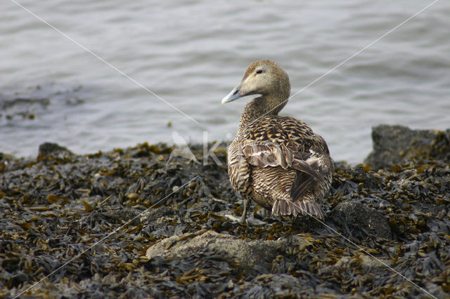 Eider (Somateria mollissima)