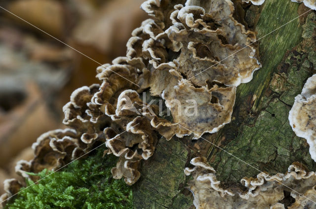 Bleeding oak crust (Stereum gausapatum)