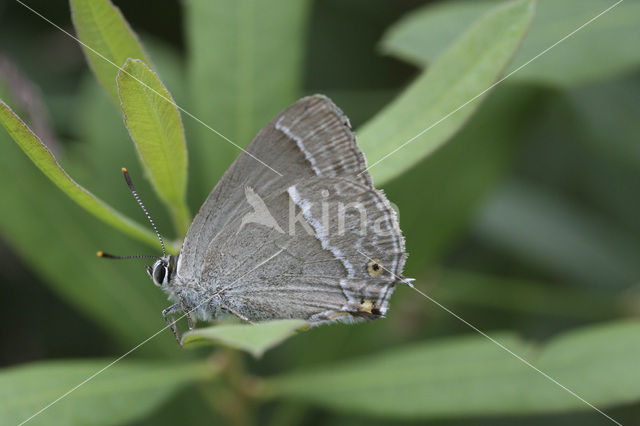 Purple Hairstreak (Neozephyrus quercus)