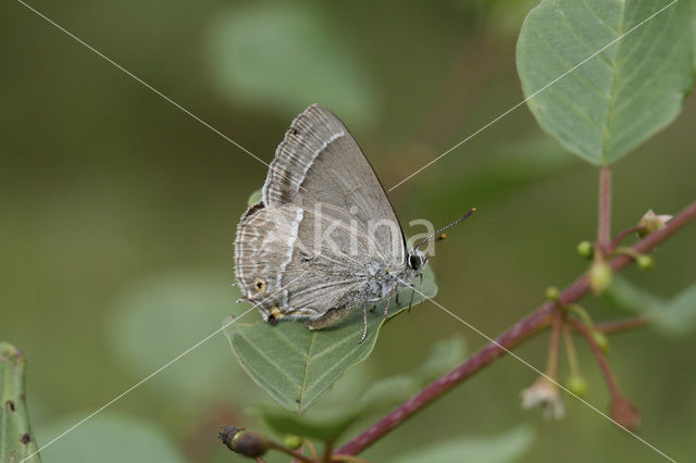 Eikenpage (Neozephyrus quercus)