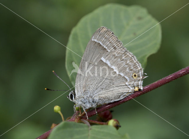 Eikenpage (Neozephyrus quercus)