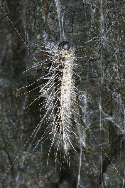 Oak processionary moth (Thaumetopoea processionea)