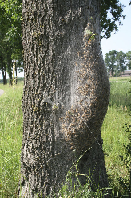Oak processionary moth (Thaumetopoea processionea)