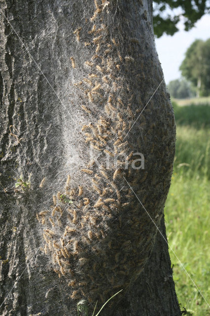 Eikenprocessierups (Thaumetopoea processionea)