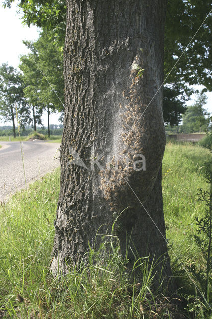 Oak processionary moth (Thaumetopoea processionea)