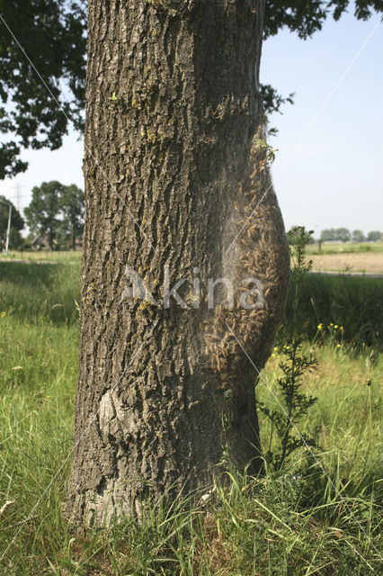 Oak processionary moth (Thaumetopoea processionea)
