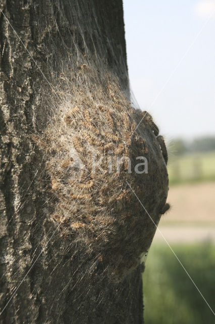 Oak processionary moth (Thaumetopoea processionea)