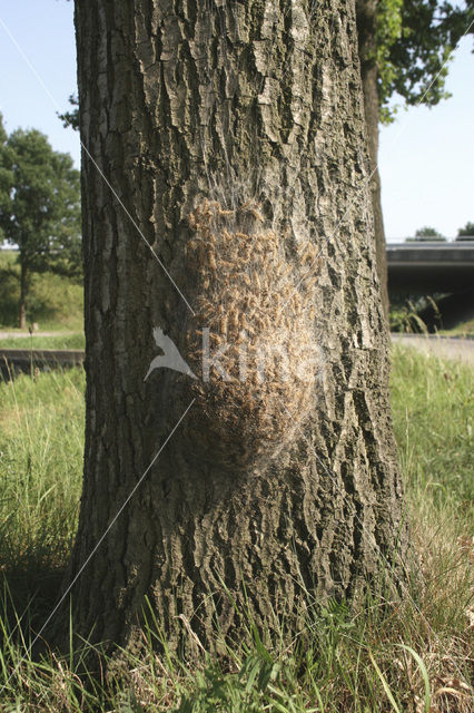 Oak processionary moth (Thaumetopoea processionea)
