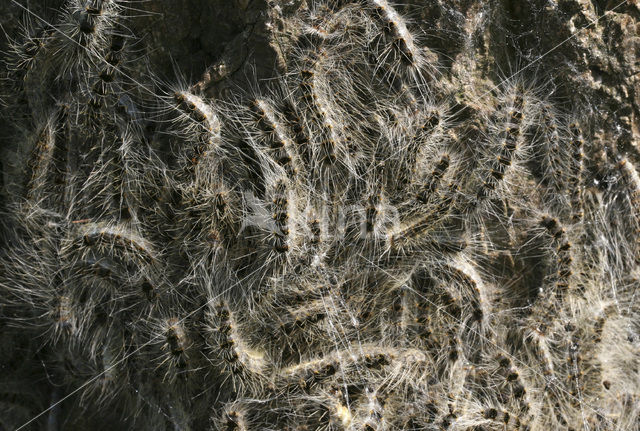 Oak processionary moth (Thaumetopoea processionea)