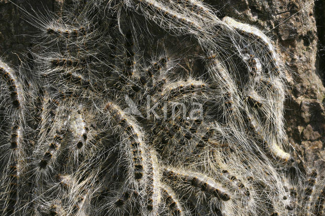 Oak processionary moth (Thaumetopoea processionea)