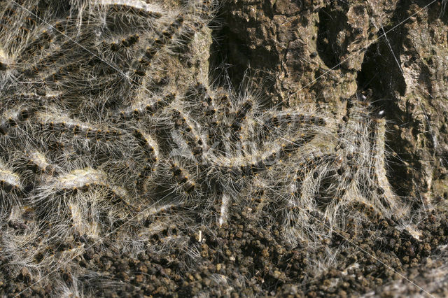 Oak processionary moth (Thaumetopoea processionea)