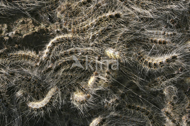 Oak processionary moth (Thaumetopoea processionea)
