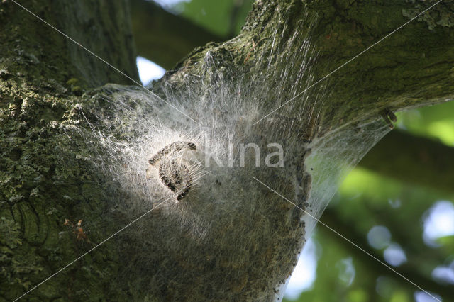 Eikenprocessierups (Thaumetopoea processionea)