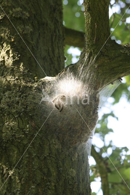 Oak processionary moth (Thaumetopoea processionea)