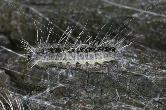 Oak processionary moth (Thaumetopoea processionea)