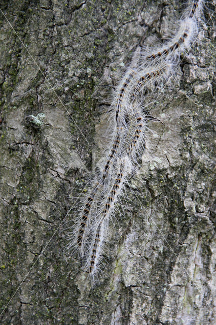 Oak processionary moth (Thaumetopoea processionea)