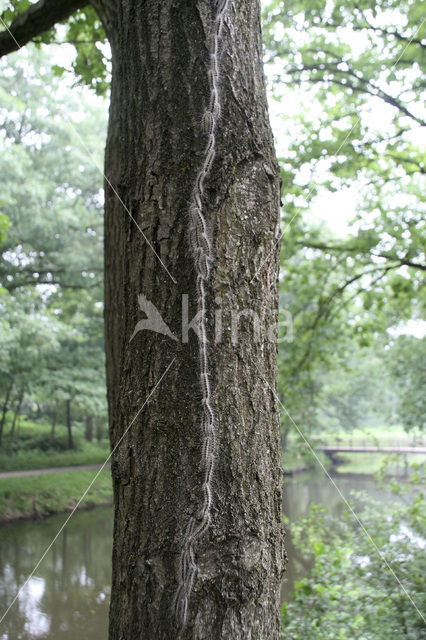 Oak processionary moth (Thaumetopoea processionea)