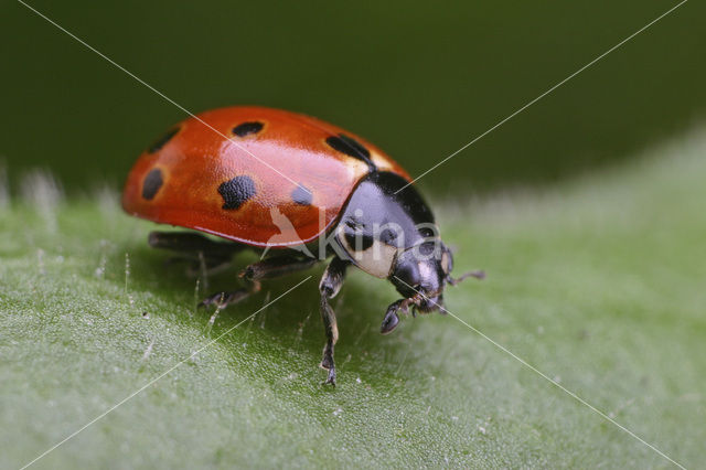 11-spot ladybird