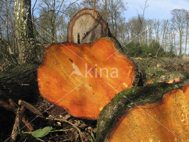 Alder (Alnus spec. )