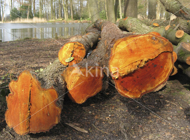 Alder (Alnus spec. )