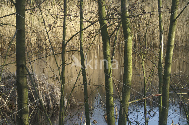Els (Alnus spec. )