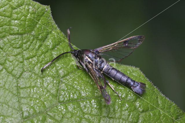 Elzenwespvlinder (Synanthedon spheciformis)