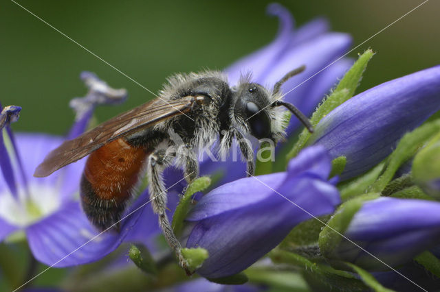 Girdled Mining Bee (Andrena labiata)