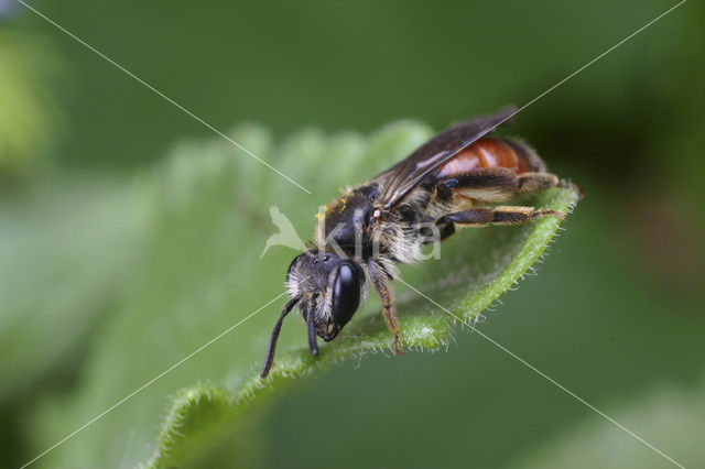 Ereprijszandbij (Andrena labiata)