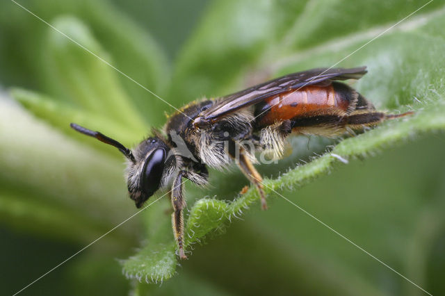 Girdled Mining Bee (Andrena labiata)