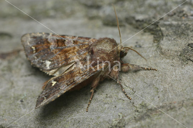 Broom Moth (Ceramica pisi)