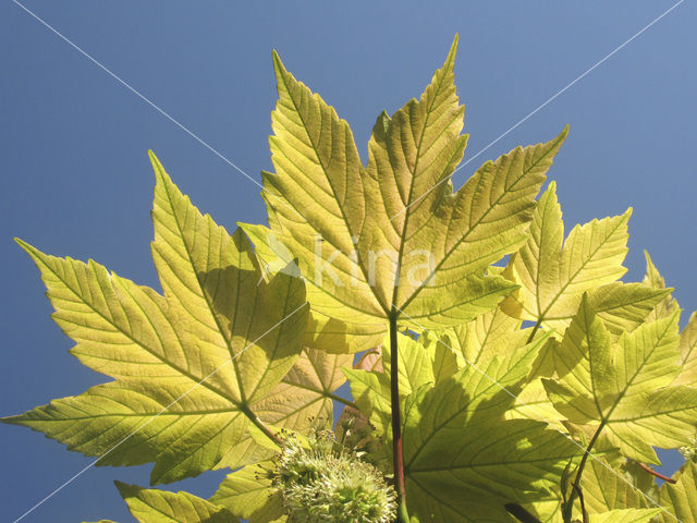 maple (Acer spec.)