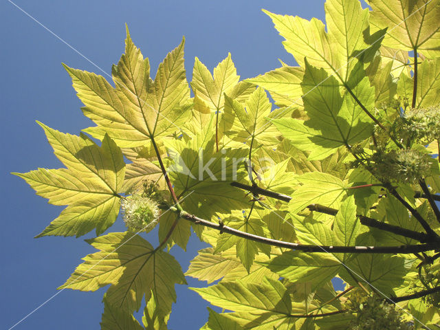 maple (Acer spec.)