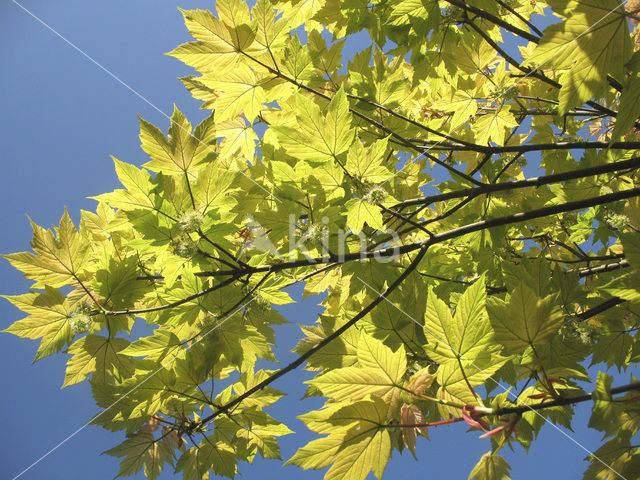 Esdoorn spec. (Acer spec.)