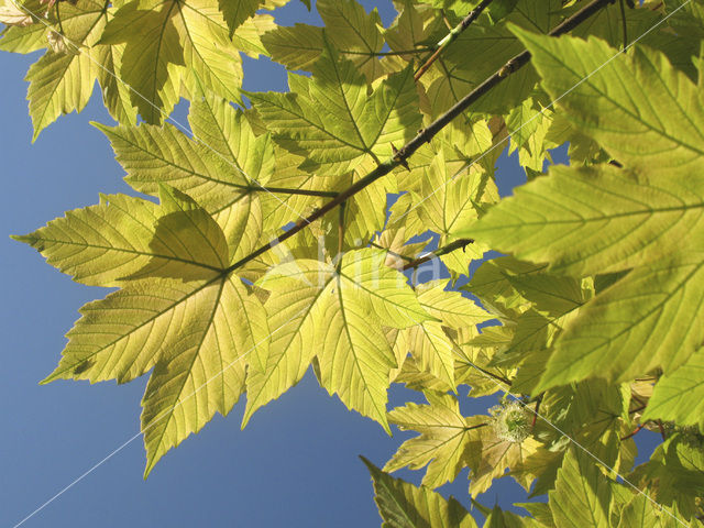 Esdoorn spec. (Acer spec.)