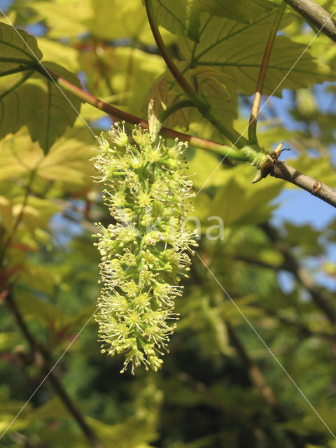 Esdoorn spec. (Acer spec.)