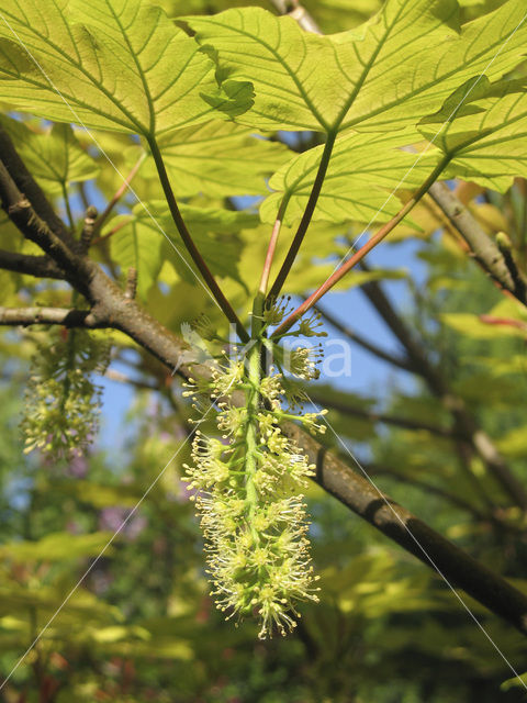 maple (Acer spec.)