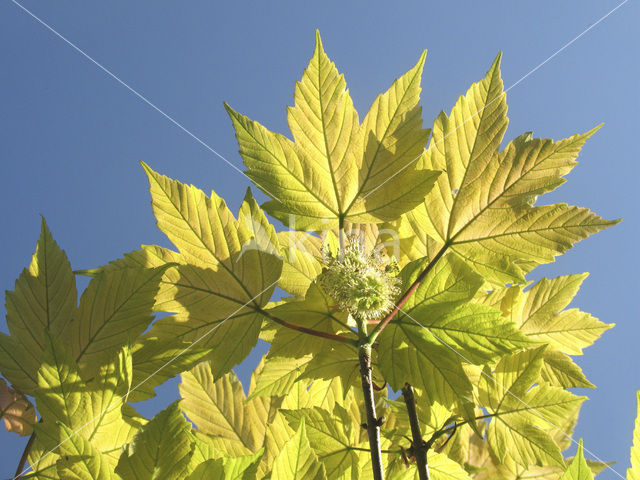 maple (Acer spec.)