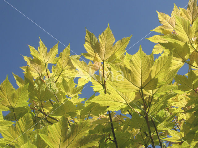 maple (Acer spec.)