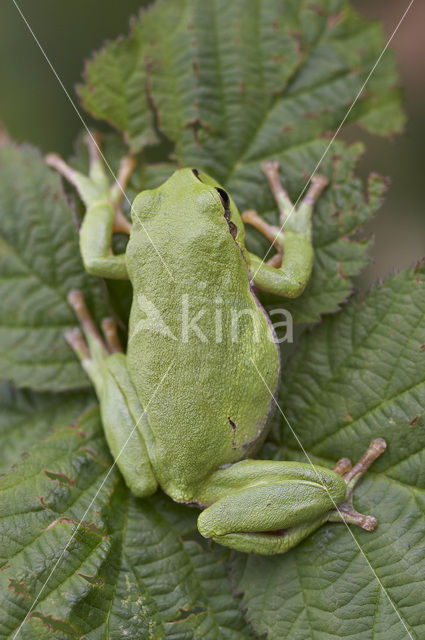 European Tree Frog (Hyla arborea)