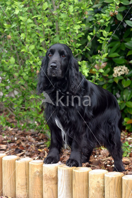 Field spaniel (Canis domesticus)