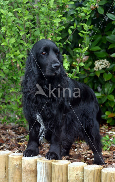 Field spaniel (Canis domesticus)