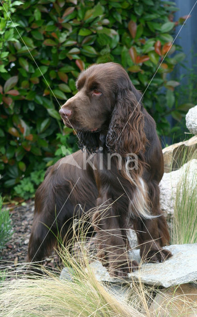 Field spaniel (Canis domesticus)