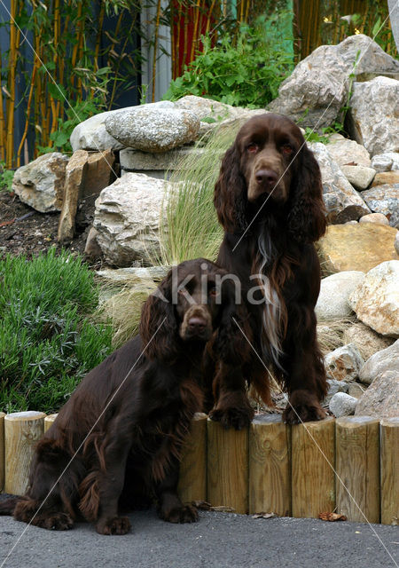 Field spaniel (Canis domesticus)