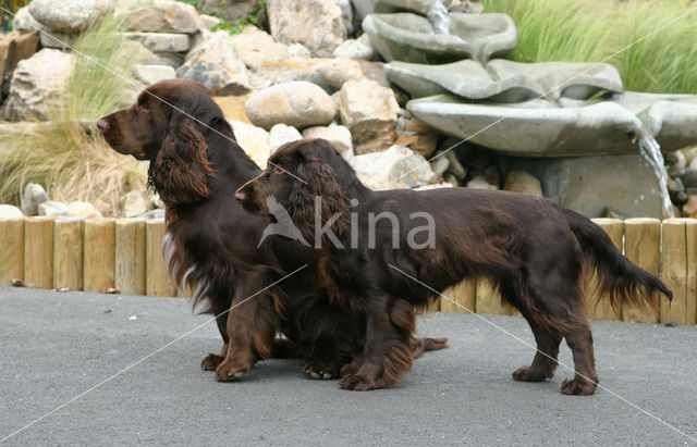 Field spaniel (Canis domesticus)