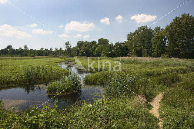 Friese Veen