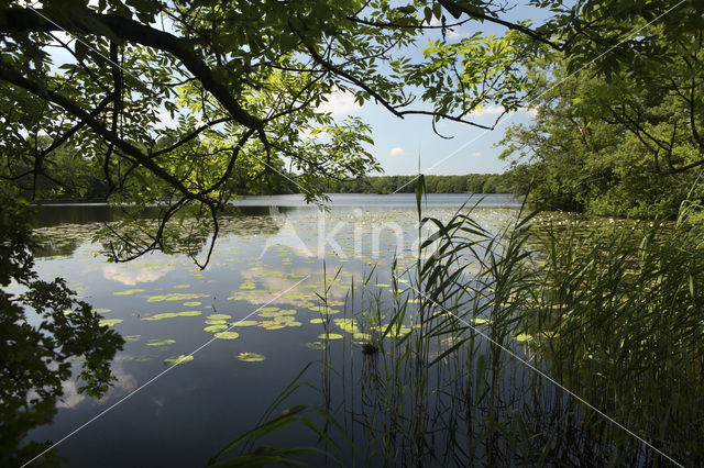 Friese Veen